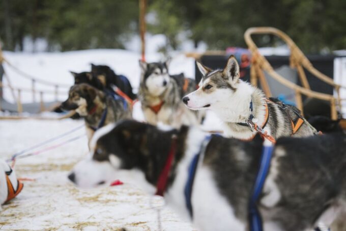 Rovaniemi: Winter Snowshoeing, Reindeer & Husky Sleigh Ride - Sum Up