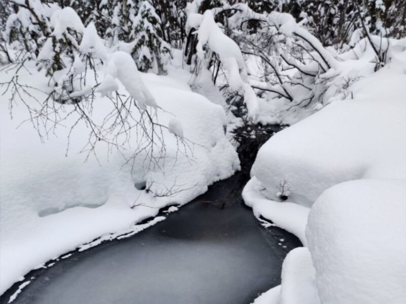 Rovaniemi: Winter Wonderland Vikaköngäs Hike & Barbeque - Activity Overview