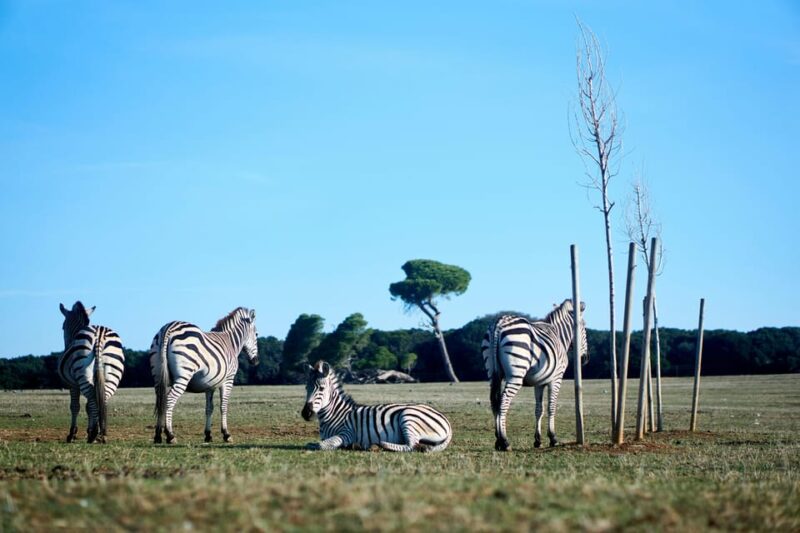 Rovinj: Brijuni National Park Luxury Private Boat Tour - Boat Tour Features
