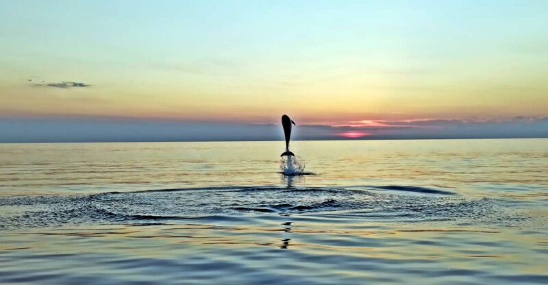 Rovinj: Dolphin Watching Sunset Speedboat Trip With Drinks - Good To Know