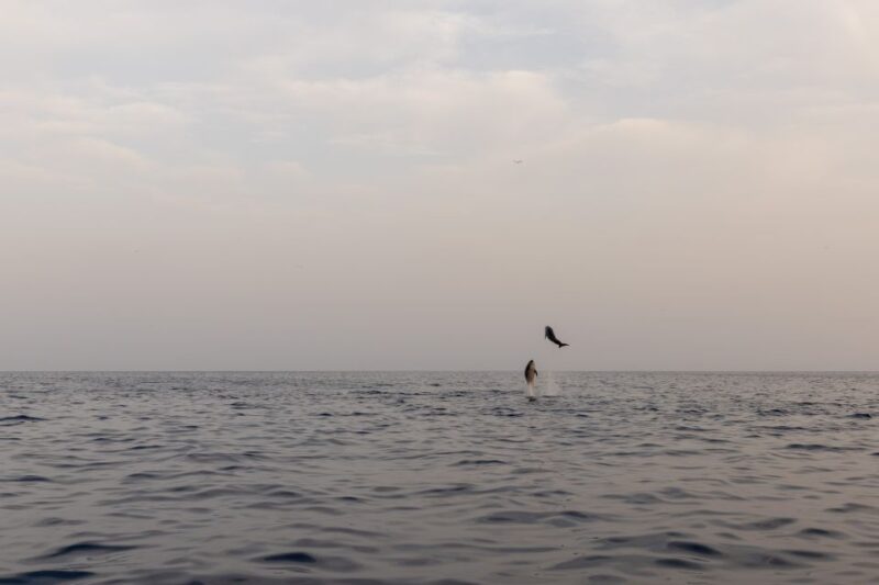 Rovinj: Dolphin Watching Sunset Speedboat Trip With Drinks - Pickup Options and Itinerary