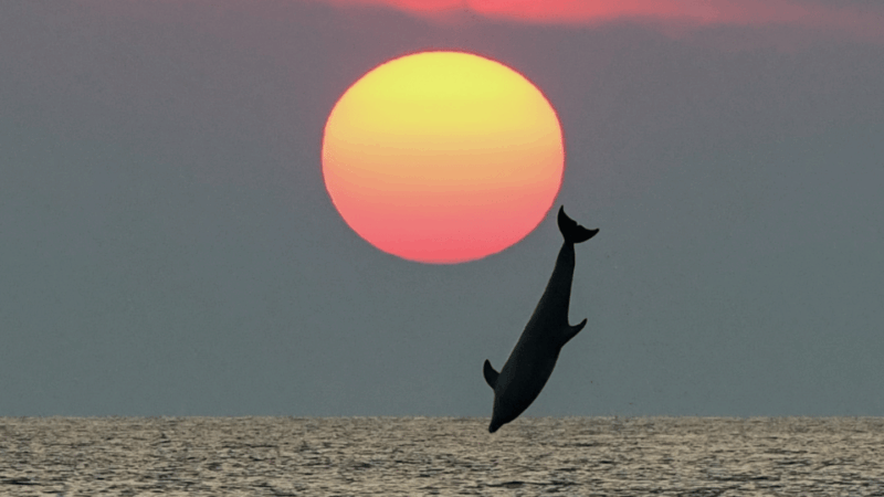 Rovinj: Family Friendly Dolphin Watching Tour - Good To Know