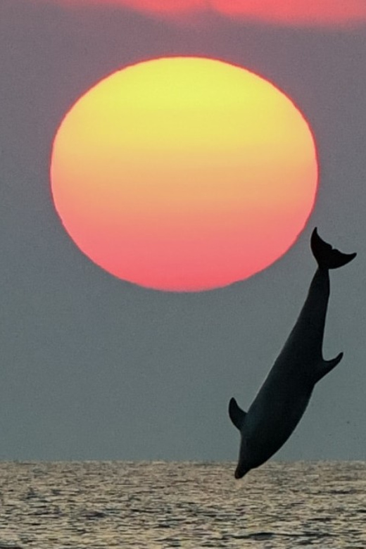 Rovinj: Family Friendly Dolphin Watching Tour - Pricing and Booking