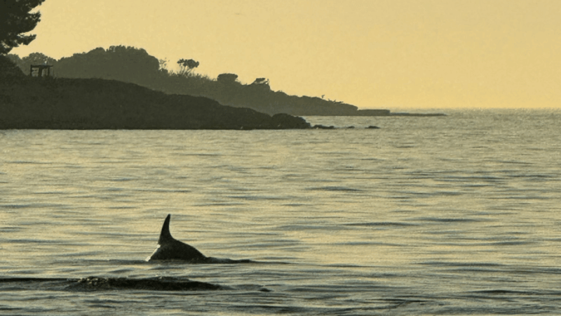 Rovinj: Family Friendly Dolphin Watching Tour - Scenic and Wildlife Viewing