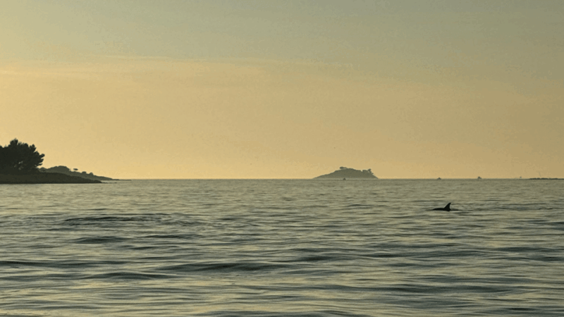 Rovinj: Family Friendly Dolphin Watching Tour - Pickup and Drop-off Locations