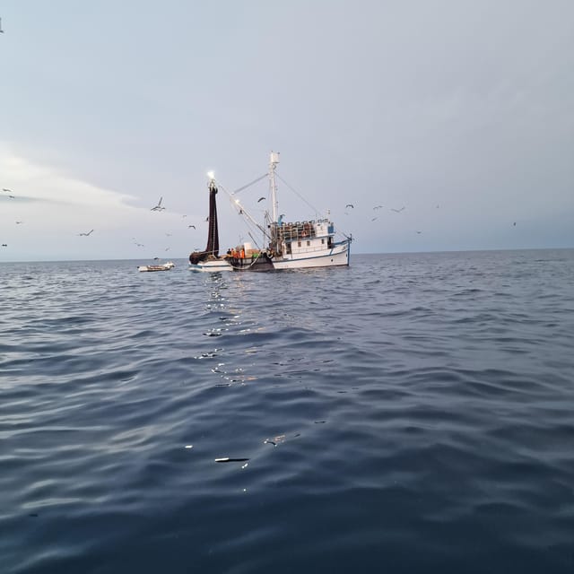 Rovinj Fishing Tour With Boat - Wildlife Sightings