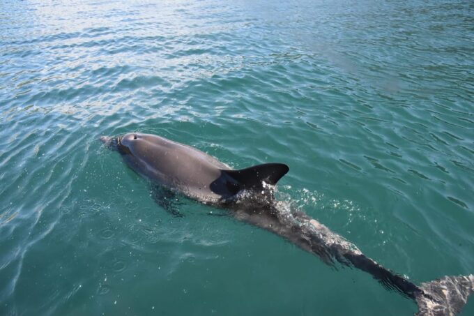 Rovinj: Lim Bay Outrigger Canoe Tour With Pirate Cave Visit - Frequently Asked Questions