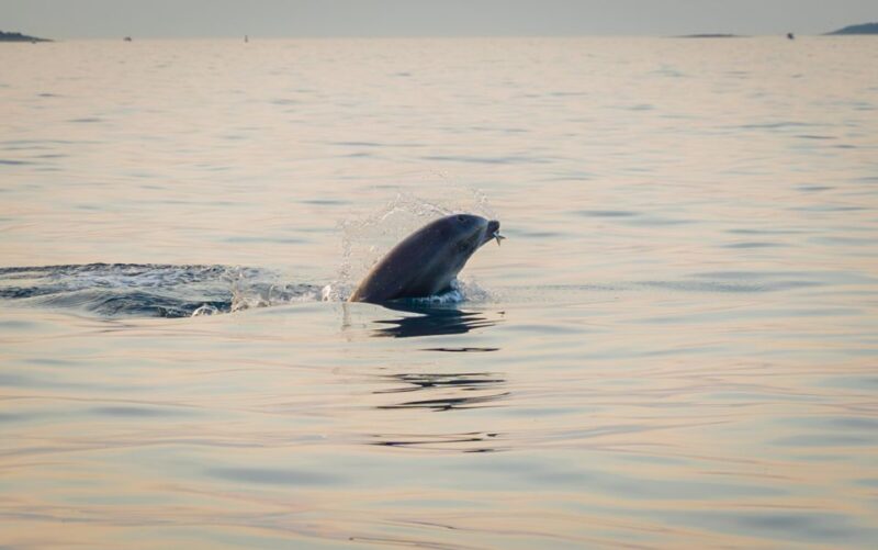 Rovinj: Sunrise Dolphins & Fishermen at Work Speedboat Tour - Good To Know