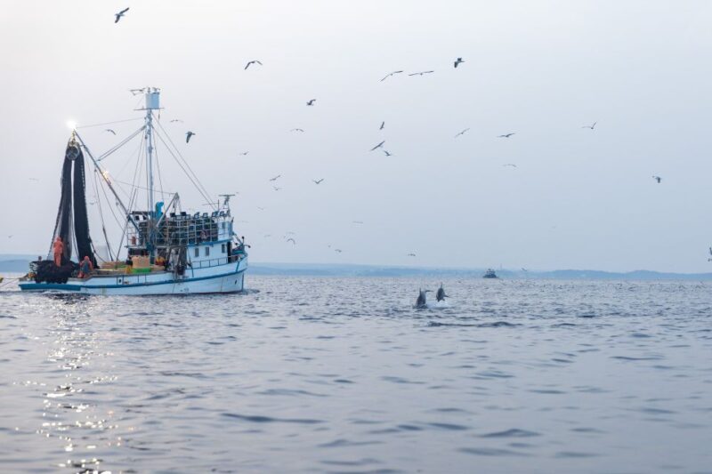 Rovinj: Sunrise Dolphins & Fishermen at Work Speedboat Tour - Tour Details
