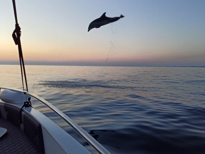Rovinj: Sunrise Dolphins & Fishermen at Work Speedboat Tour - Respectful Approach