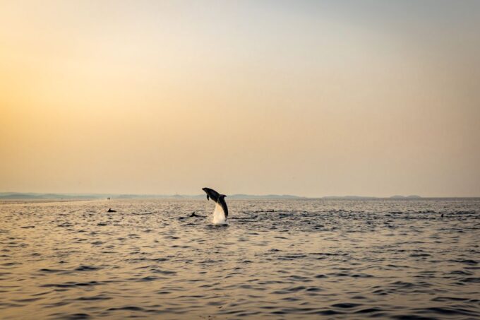Rovinj: Sunrise Dolphins & Fishermen at Work Speedboat Tour - Frequently Asked Questions