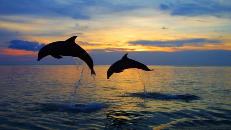 Rovinj: Sunset Speedboat Tour With Dolphin Watching - Safety and Environmental Considerations