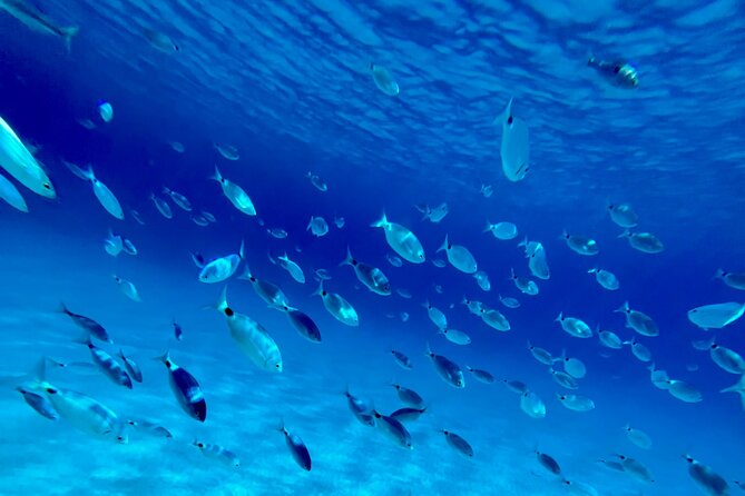 Royal Blue Half Day Private Tour to Kleftiko Milos - Cancellation Policy