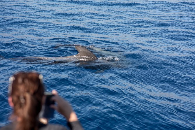 Royal Delfin - 2Hour Sustainable Dolphin & Whale Watching Mini Cruise - Snacks and Drinks on Board