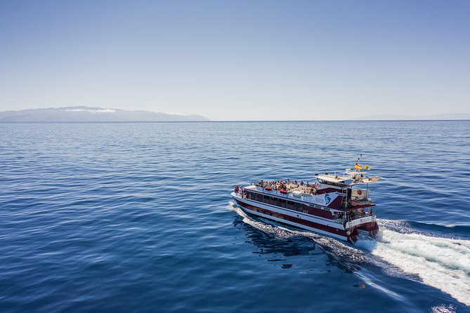 Royal Delfin 3H Dolphin & Whale Watching! Swimming & Lunch! - Key Points