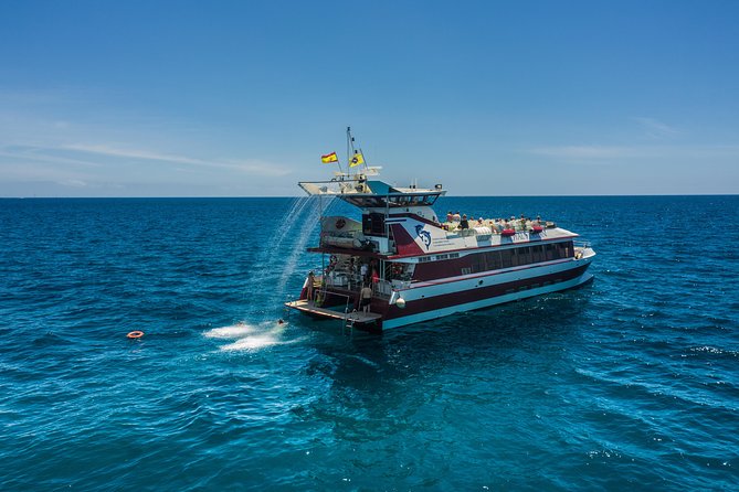 Royal Delfin 3H Dolphin & Whale Watching! Swimming & Lunch! - Dolphin and Whale Viewing
