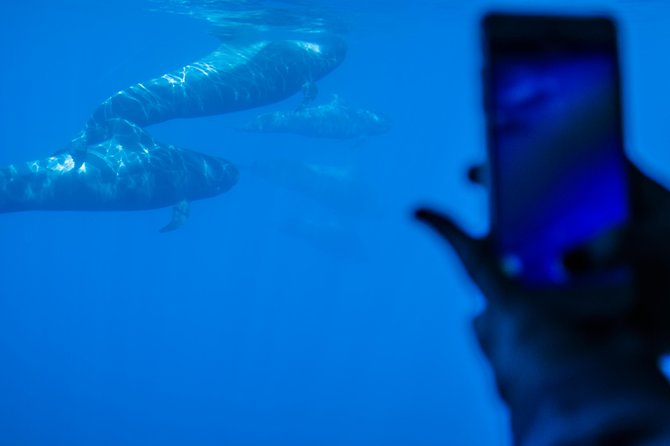 Royal Delfin 3H Dolphin & Whale Watching! Swimming & Lunch! - Swim Stop at Diego Hernandez Bay
