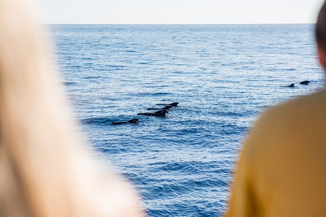 Royal Delfin 3H Dolphin & Whale Watching! Swimming & Lunch! - On-Board Dining and Refreshments