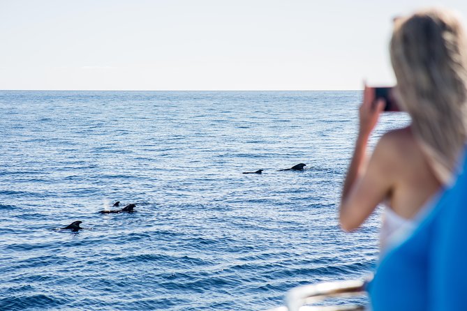 Royal Delfin 3H Dolphin & Whale Watching! Swimming & Lunch! - Customer Feedback