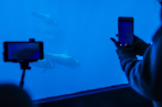 Royal Delfin 3H Dolphin & Whale Watching! Swimming & Lunch! - Wildlife Viewing Experience