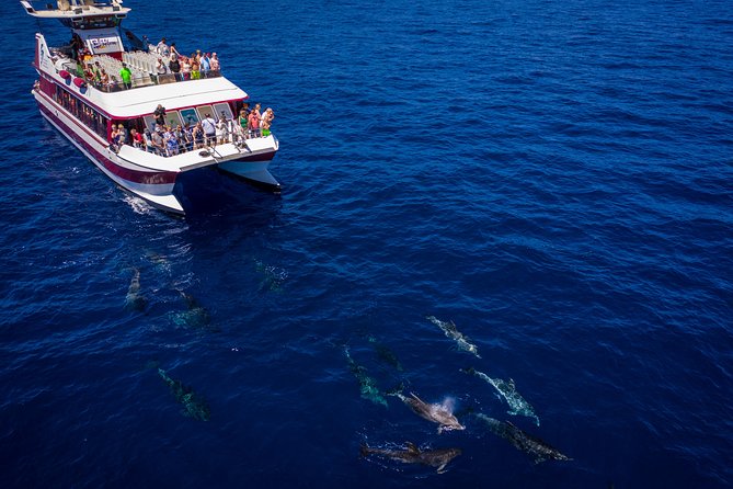 Royal Delfin - 45H Dolphin & Whale Watching - Los Gigantes Masca - Lunch & Swim - Customer Reviews Overview
