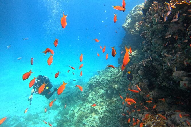 Royal Dolphin House Sea Trip Hurghada - Pricing and Offers
