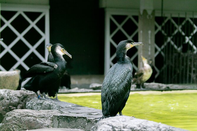 Royal Fishermens Restaurant and Cormorant Fishing Tour - Tour of Cormorant Fishermans House