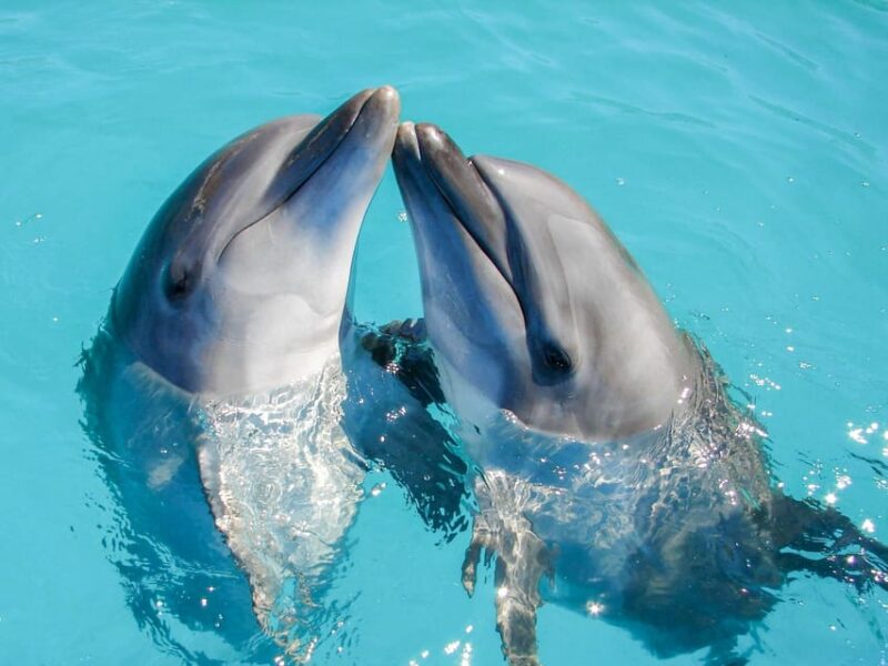 ROYAL GARRAFON VIP - DOLPHIN ROYAL SWIM - Dolphin Interaction