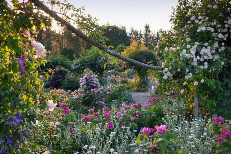 Royal Horticultural Society: Rosemoor Garden Ticket - Winter Recommendations