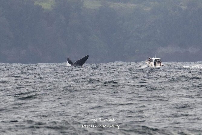 Royal Humpback Whale Exploration - Key Points