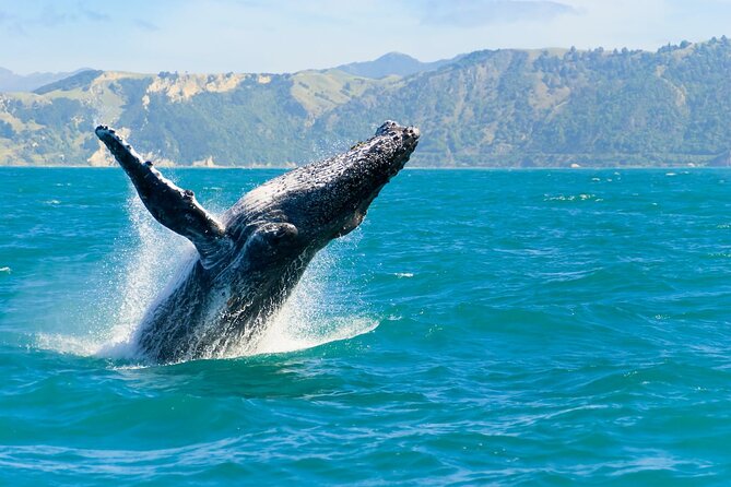 Royal Humpback Whale Exploration - Inclusions and Fees