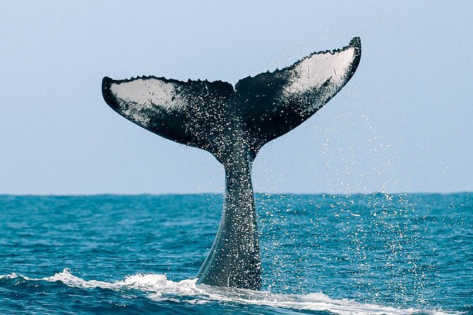 Royal Humpback Whale Exploration - Tour Experience