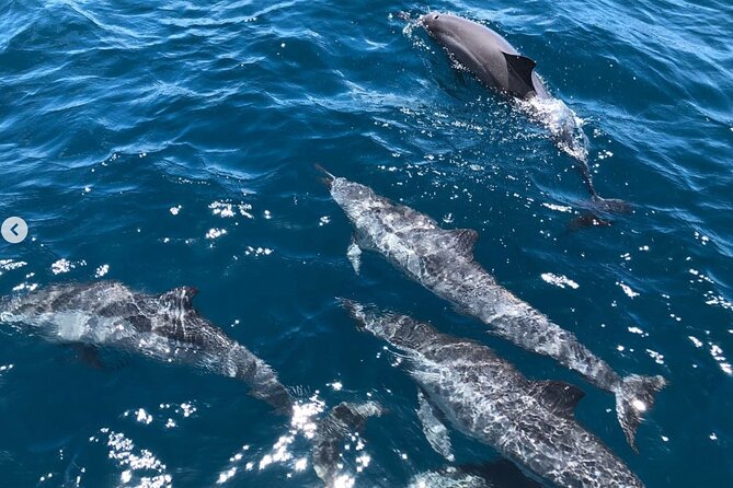 Royal Humpback Whale Exploration - Booking Information