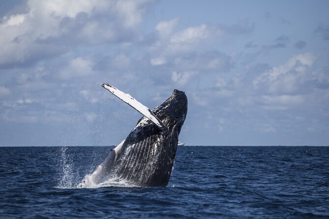 Royal Humpback Whale Exploration - Exploring the Humpback Whales