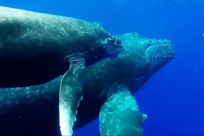 Royal Humpback Whale Exploration - Recap