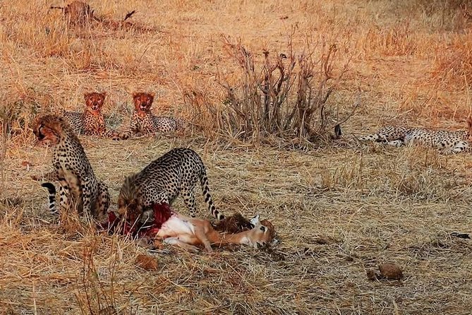 Ruaha National Park And Mikumi National Park Budget Safari 6 Days 5 Nights - Overview of Ruaha National Park