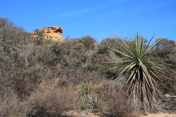 Runyon Canyon Hiking Tour - Important Safety Considerations