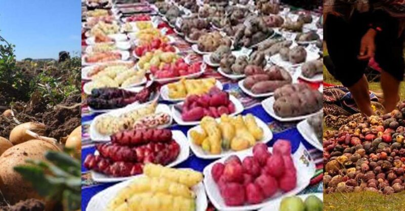 Rural Community Tourism in the Potato Park - Sacred Valley - Pricing and Reservation Details