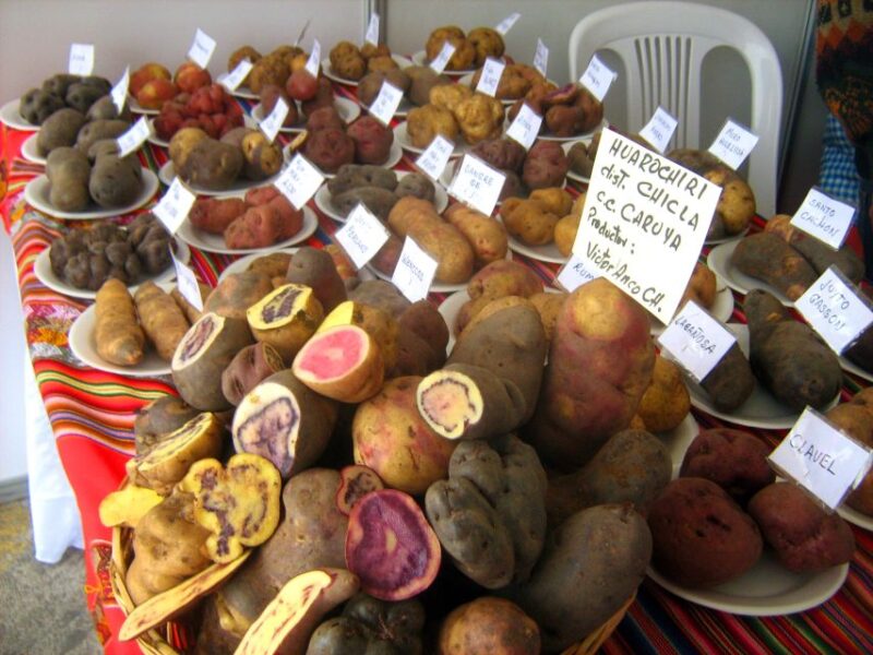 Rural Community Tourism in the Potato Park - Sacred Valley - Potato Park: Indigenous Biocultural Territory