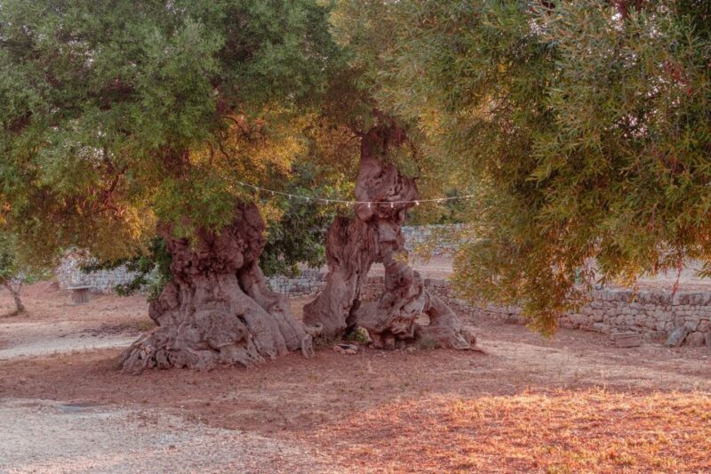 Rural Park Monopoli: Guided Tour + Tasting 3 EVO Oils - The Tasting Experience of Apulian EVO Oils