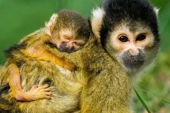 Rurrenabaque Pampas. 3 Days & 2 Nights. PRIVATE TOUR. (PLS ASK FOR SHARED TOUR) - Pickup Information