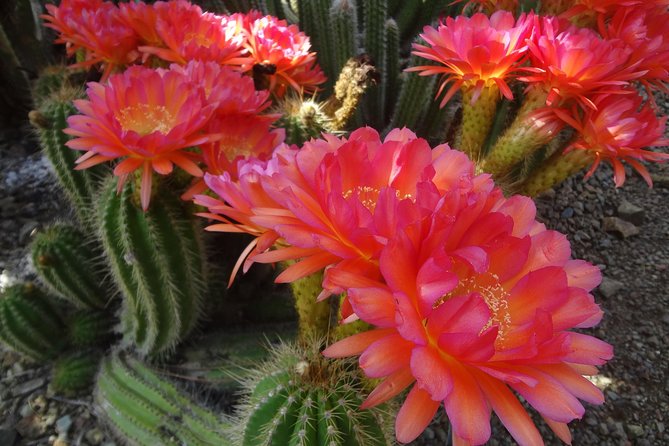 Ruth Bancroft Garden General Admission Ticket - Accessibility and Transportation