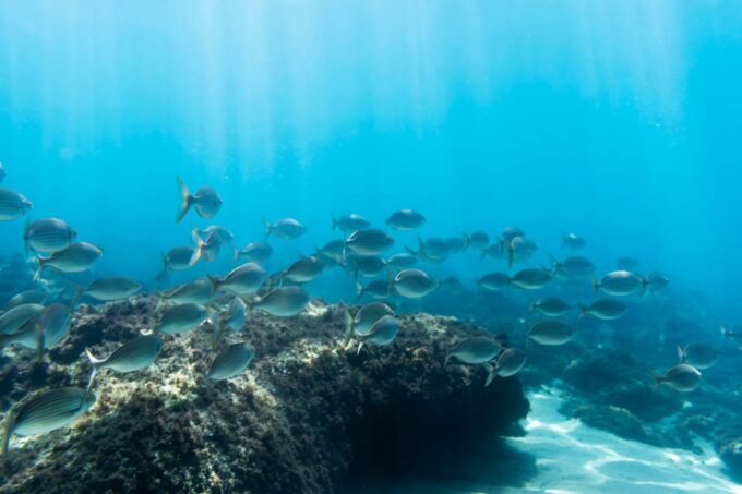 S. Miguel: Snorkeling Adventure in Caloura - Customer Reviews