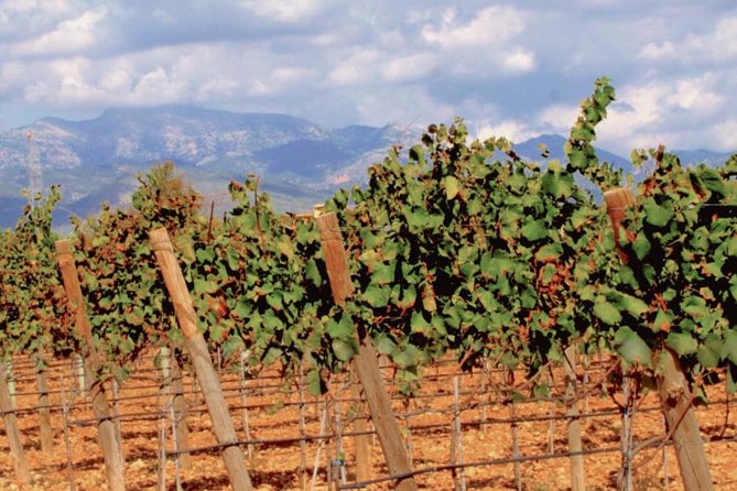 Sa Clasta Wine Tours, Mallorca - Winemaking Traditions