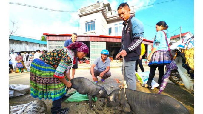 Sa Pa: Explore Bac Ha Market on Sunday - What to Expect at Bac Ha Market