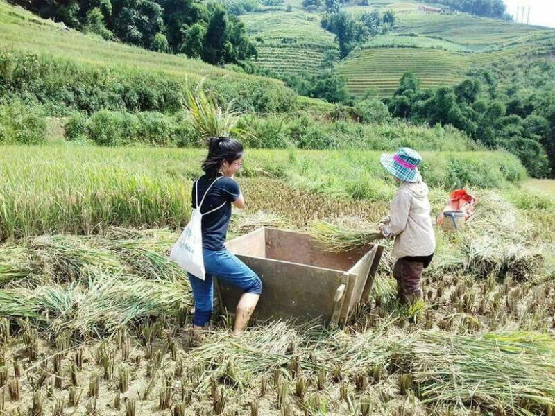 Sa Pa: Muong Hoa Valley Trek and Local Ethnic Villages - An In-Depth Look at the Muong Hoa Valley Trek