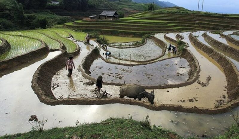 Sa Pa: Muong Hoa Valley Trek and Local Ethnic Villages Tour - Enjoy Panoramic Views of Rice Terraces