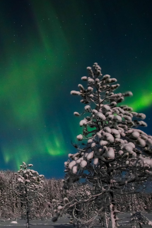 Saariselkä: Northern Lights Hunting Snowshoe Trip - Age Restrictions