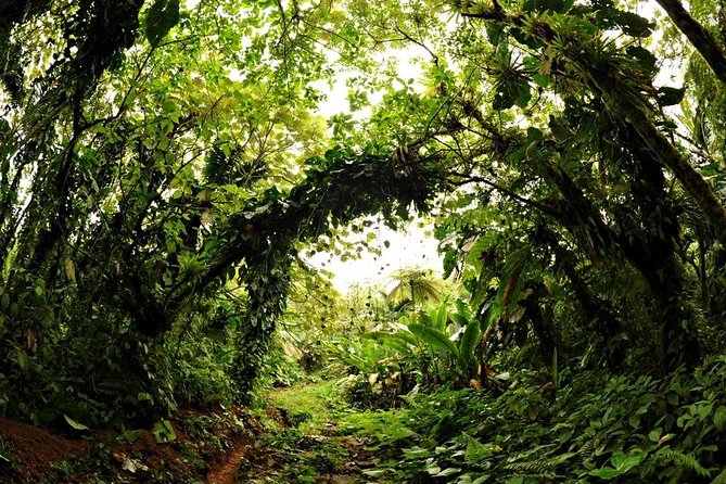 Saba Day Trip From St Maarten - Hiking in Saba