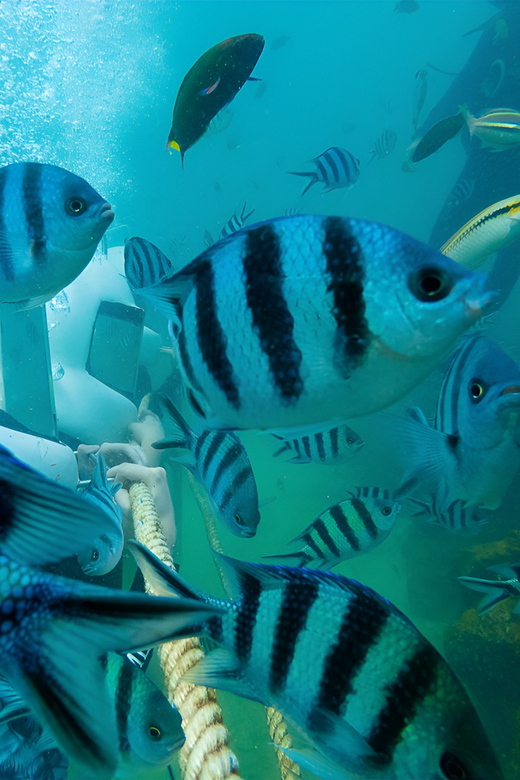 Sabah: Dreamer Island Snorkeling Day Tour Ticket - Key Points